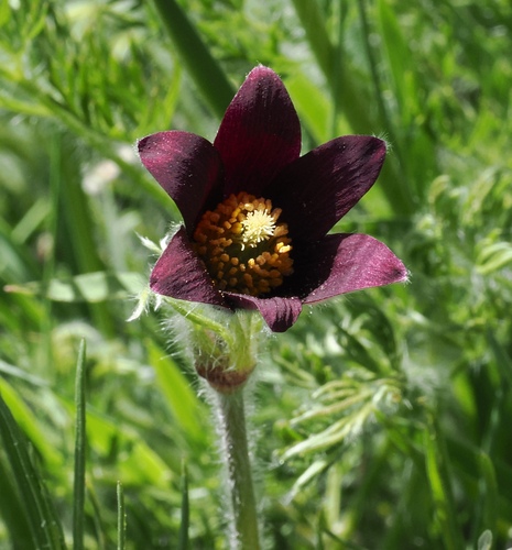 Pulsatilla rubra, photograph 3