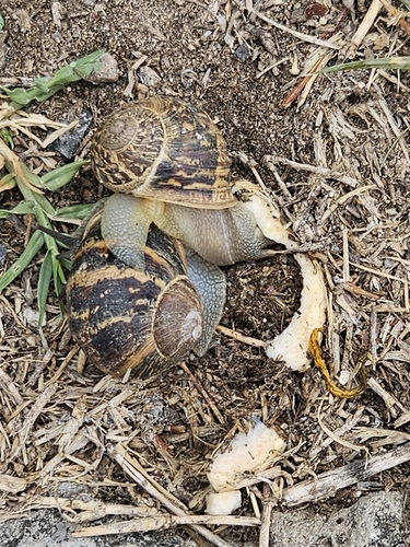 Garden Snail