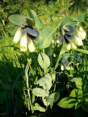 Cerinthe palaestina