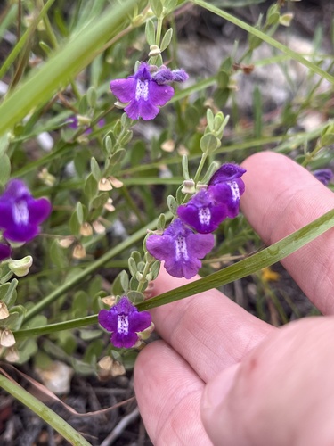 Scutellaria wrightii, photograph 5
