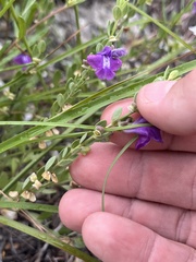 Scutellaria wrightii, photograph (c) Cody Stricker, some rights reserved (CC BY)