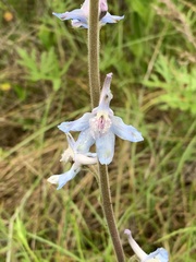 Delphinium carolinianum virescens