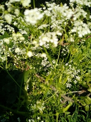 Anthriscus lamprocarpus