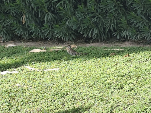Greater Roadrunner