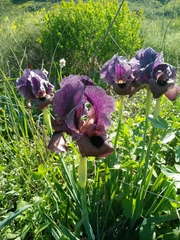 Iris atrofusca