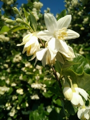 Styrax officinalis