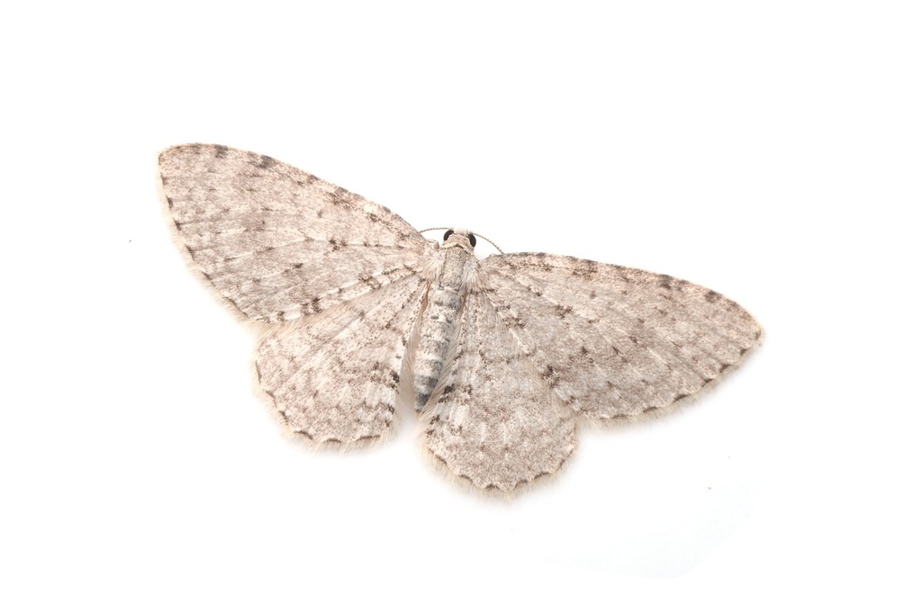Venusia phasma
