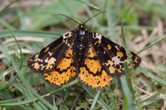 Eurranthis plummistaria