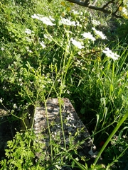 Anthriscus lamprocarpus