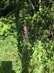 Physostegia pulchella