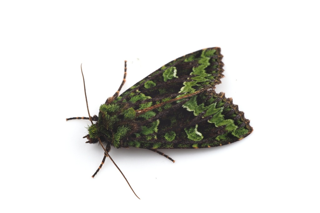 Antivaleria viridimacula