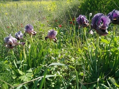 Iris atrofusca