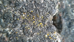 Lecanoromycetes