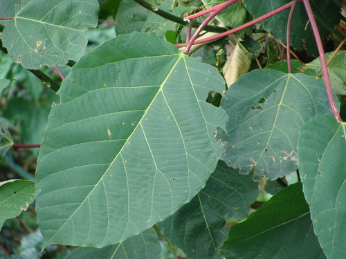 Image of Alchornea latifolia by (c) Alexis López Hernández, some rights reserved (CC BY)