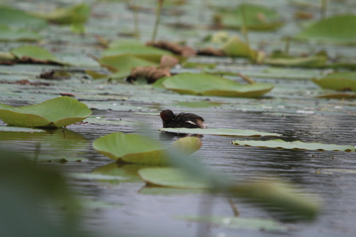 iNaturalist image