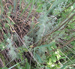 Artemisia austriaca