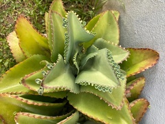 Kalanchoe laetivirens