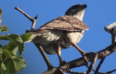 Buteo plagiatus