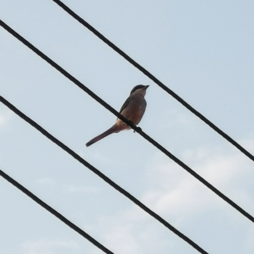 Great Gray Shrike