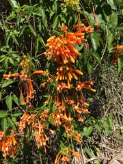 Pyrostegia