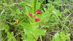 Stachytarpheta sessilis