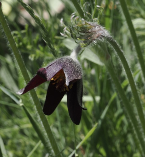 Pulsatilla rubra, photograph 2