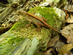 Anolis tropidonotus