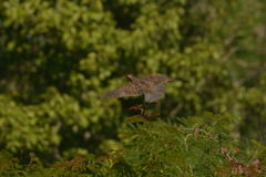 Colinus nigrogularis