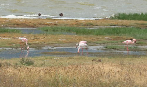 iNaturalist image