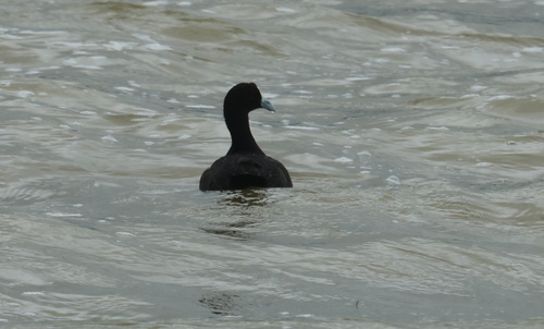 iNaturalist: (c) Alexander Lees, some rights reserved (CC BY-NC), uploaded by Alexander Lees iNaturalist image