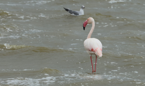 iNaturalist image