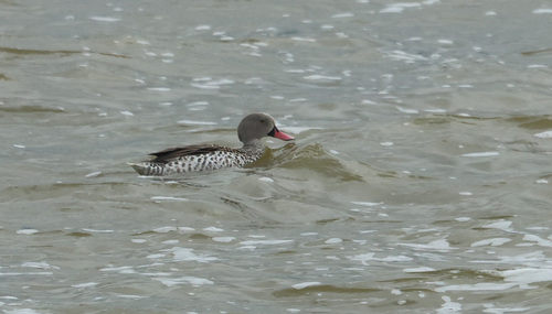 iNaturalist image