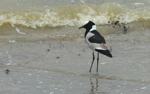 iNaturalist image