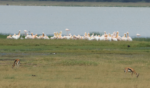 iNaturalist image