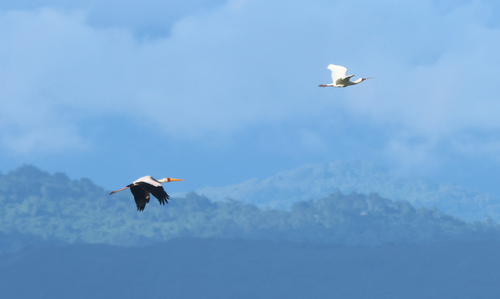 iNaturalist image