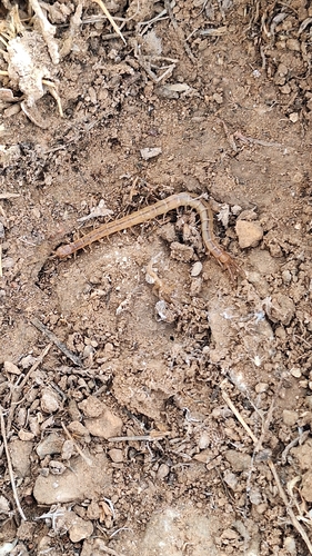 Arthrorhabdus pygmaeus