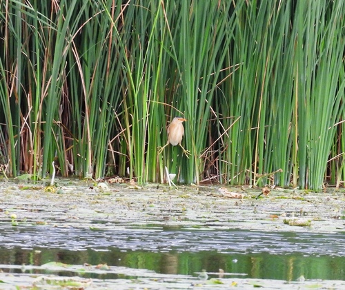 iNaturalist image