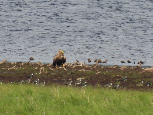 White-tailed Eagle