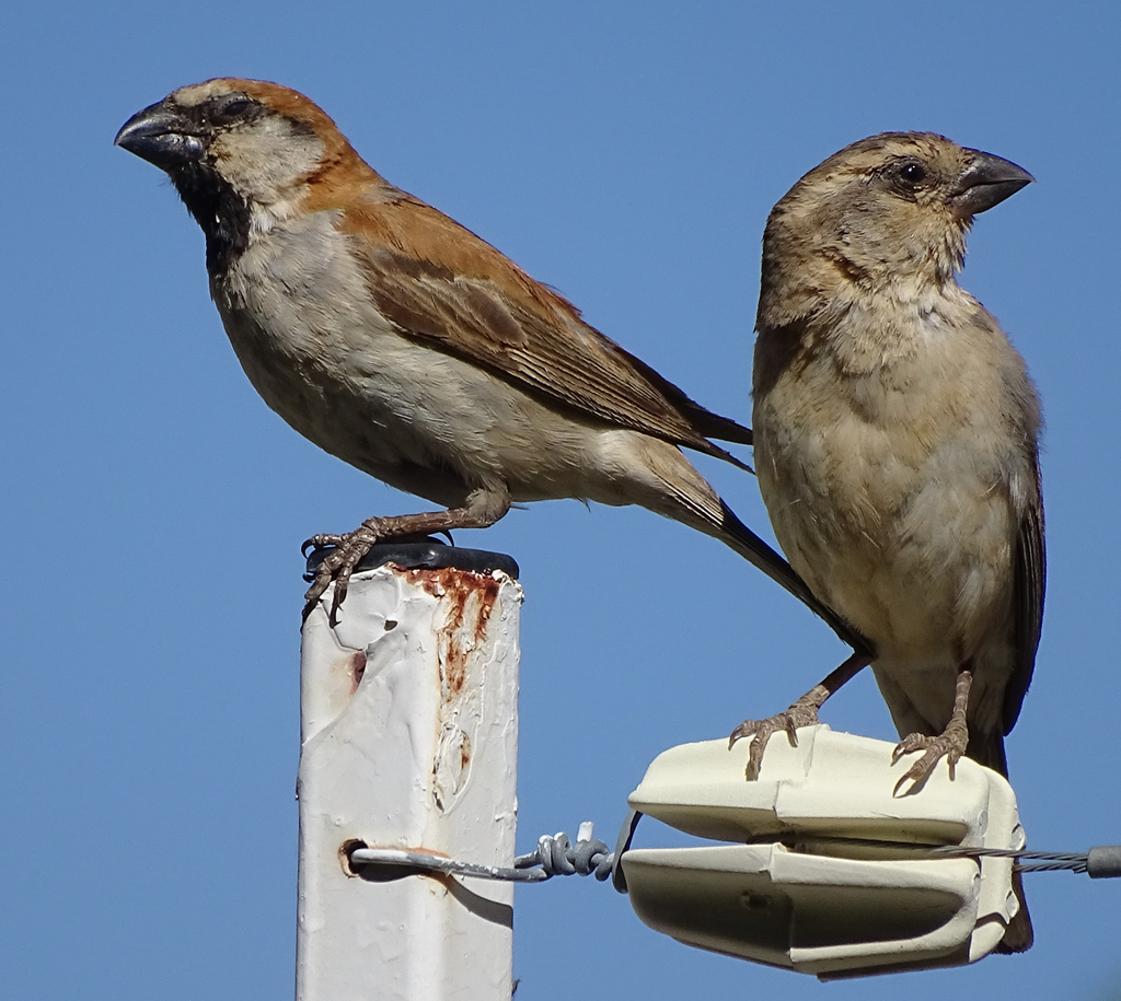 Great Rufous Sparrow photo