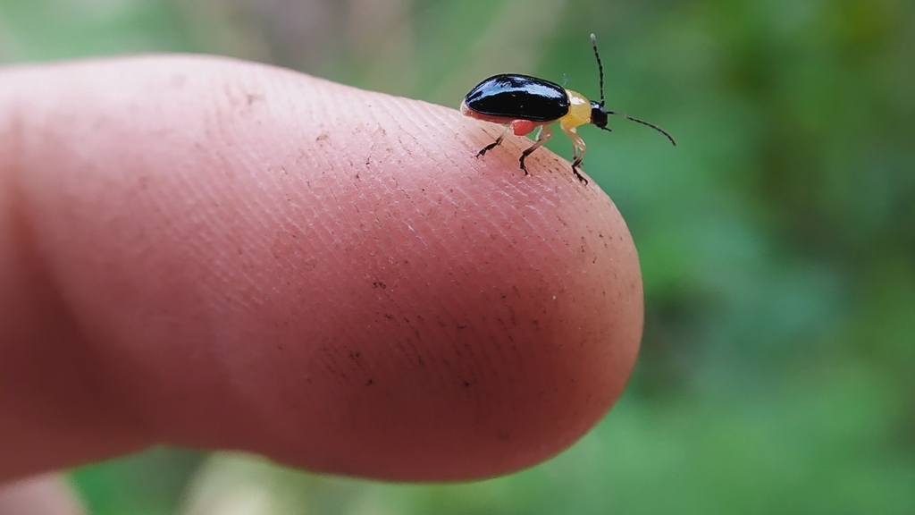 Disonycha melanocephala