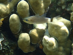 Cheilodipterus arabicus