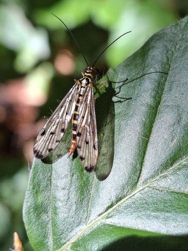German Scorpionfly