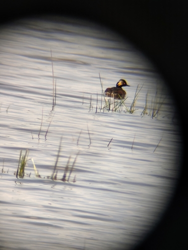 iNaturalist image