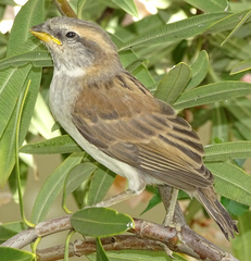 Passer motitensis