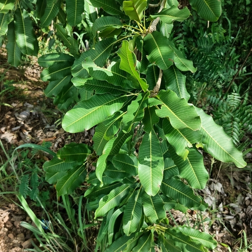 Shea Tree
