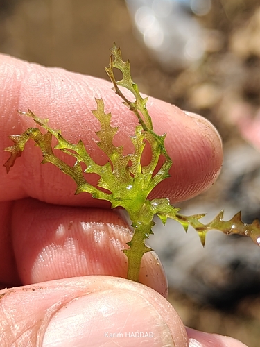 holly-leaved water nymph