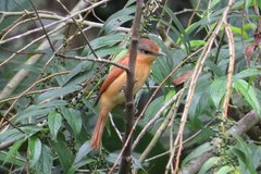 Pachyramphus castaneus