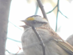 Zonotrichia albicollis