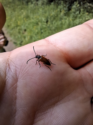 Fairy-ring Longhorn Beetle