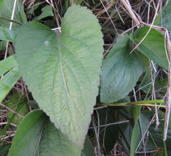 Viola ambigua